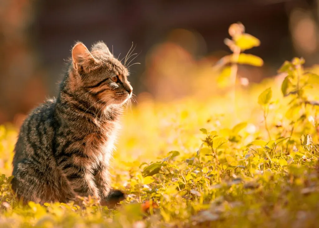 pexels-photo-669015-669015 Tabby Kitten Sitting on the Grass