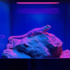 lizard uv light