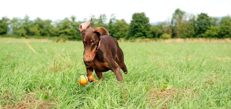 dog