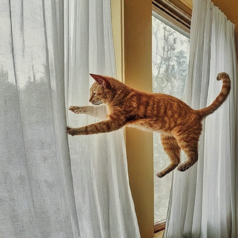 Flying Kitty