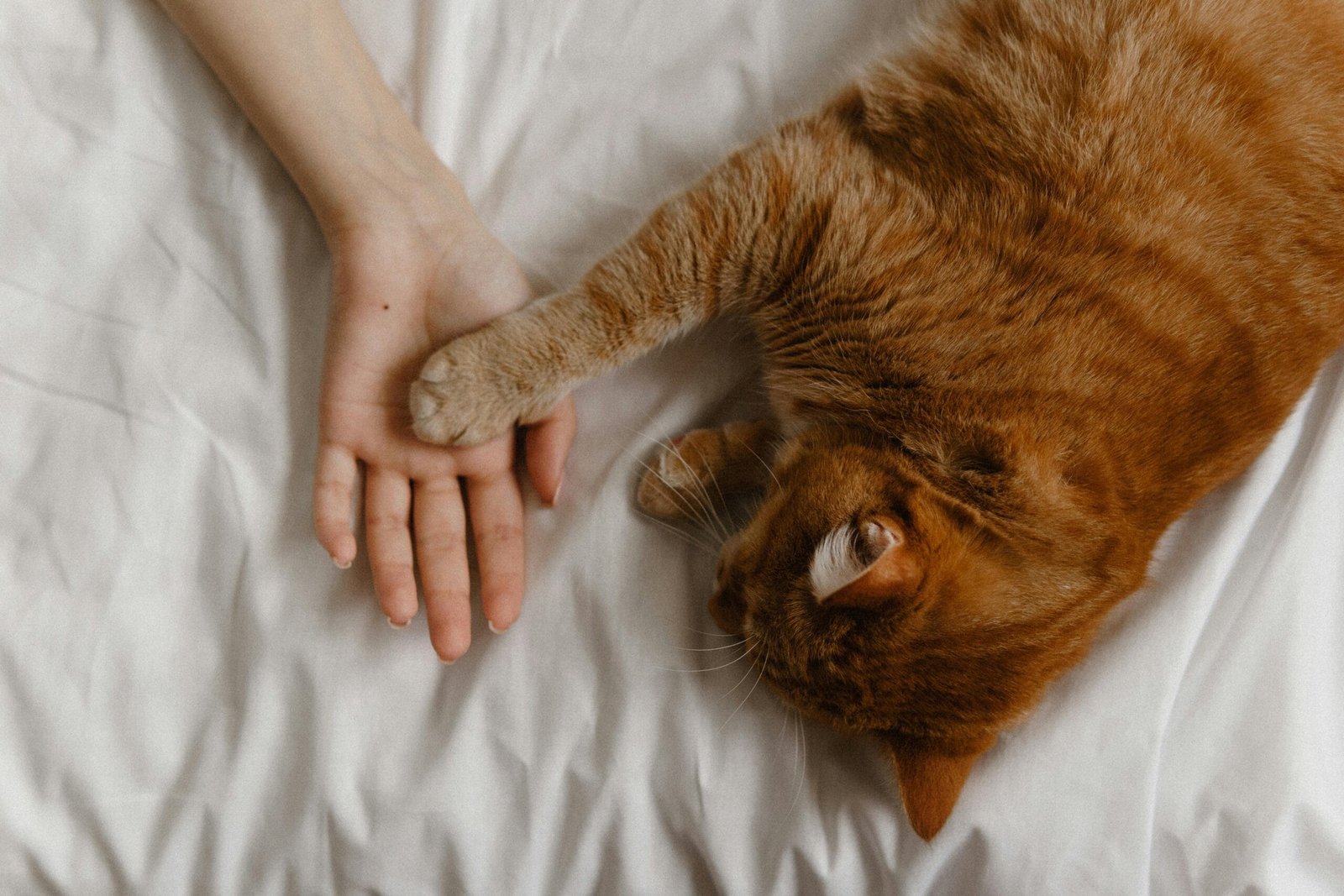 Cats Pawn on Humans Hand